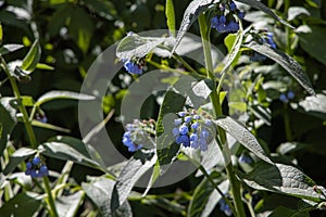 Group of blue rough or prickly comfrey flowers grows on a green background of leaves and grass in a park in summer