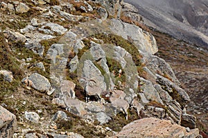 Group of blue sheeps near Lhonak, Nepal. Trek to Kangchenjunga, Nepal