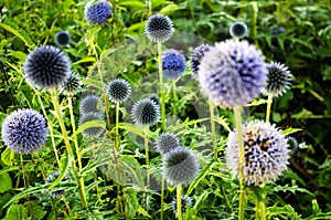 A group of blue spherical thistle flowers.
