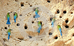 Group of blue Tailed Bee Eater