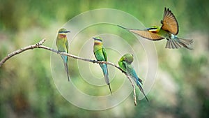 A group of Blue-tailed bee-eater sitting on a branch and playing with themself.