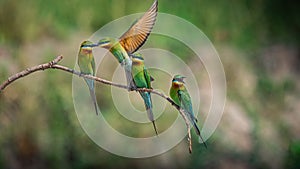 A group of Blue-tailed bee-eater sitting on a branch and playing with themself.