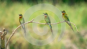 A group of Blue-tailed bee-eater sitting on a branch and playing with themself.