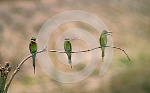 A group of Blue-tailed bee-eater sitting on a branch and playing themself.