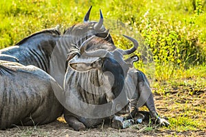 A group of Blue wildebeest or Gnu or Taurinus Connochaetes relaxing in green savannah