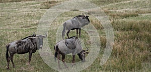 Group of blue wildebeest in grassland. Photographed at Port Lympne Safari Park near Ashford Kent UK.