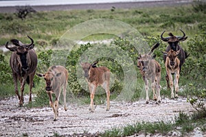 Group of Blue wildebeest walking in a file.