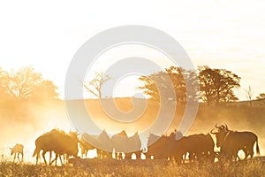 Group of Blue Wilder beasts