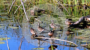 Group of Blue-winged Teal ducks, Spatula discors, standing on logs in a small pond in Texas on a sunny afternoon.