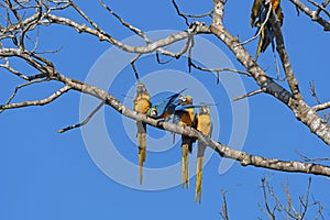 A Group of Blue and Yellow Macaws in a Tree