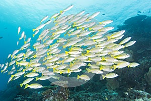 Group of Bluestripe snapper