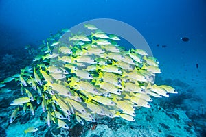 Group of Bluestripe snapper
