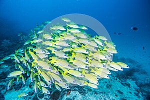 Group of Bluestripe snapper photo