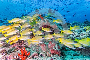 Group of Bluestripe snapper