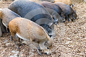 Group of boars foraging in wood chips