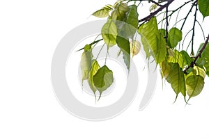 Group of Bodhi leaves on a white background