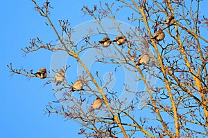 Gruppo da bohémien birdwatching sul un albero 