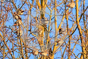 Gruppo da bohémien birdwatching sul un albero 