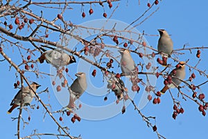 Group of Bohemian Waxwings photo