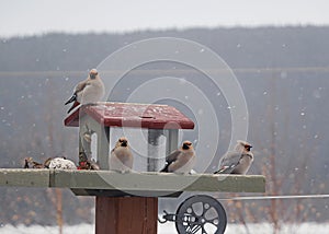 Group of bohemian waxwings on feeder in winter