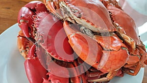 Group of boiled stone Crab body builder. Cheliped of the crab serving on light blue plate, prepared raw shell animal at homemade