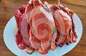 Group of Boiled stone Crab body builder. Cheliped of the crab serving on light blue plate, prepared raw shell animal at homemade