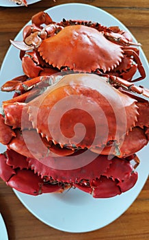 Group of Boiled stone Crab body builder. Cheliped of the crab serving on light blue plate, prepared raw shell animal at homemade