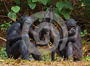 Group of Bonobos. Democratic Republic of Congo. Lola Ya BONOBO National Park.