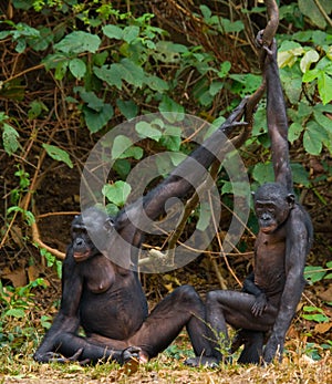 Group of Bonobos. Democratic Republic of Congo. Lola Ya BONOBO National Park.