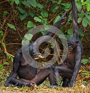 Group of Bonobos. Democratic Republic of Congo. Lola Ya BONOBO National Park.