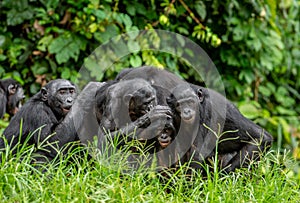 Group of bonobos on green natural background.