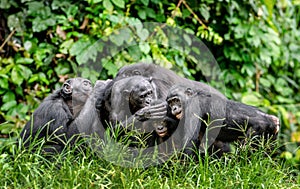 Group of bonobos on green natural background. photo