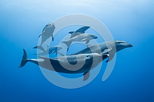 Group of bottlenose dolphin living in South Pacific ocean photo