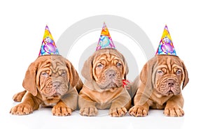 Group Bordeaux puppies dog with birthday hats. isolated on white