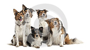 Group of Border Collies photo