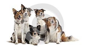 Group of Border Collies