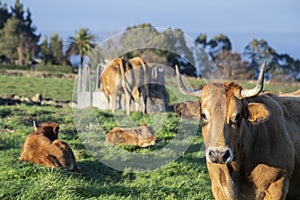 Group of bos taurus cows. one looks at the camera. others eat and others rest