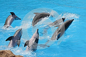 Group of bottlenose dolphins