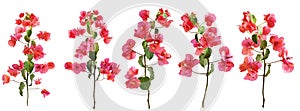 Group of bougainvillea flowers branches with leaves isolated on a white background.