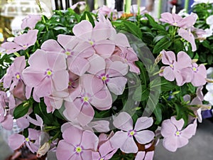 group of bouquet pink catharanthus roseus flower blooming with green leave. hanging floral tree decoration garden home