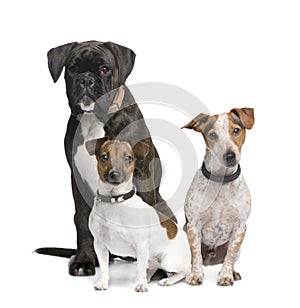 Group of Boxer, Jack russell, crossbreed