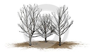 A group of Bradford Pear Trees in the winter on a sand area on white background