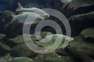 Group of breams swim in aquarium