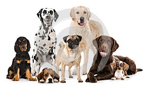 Group of breed dogs