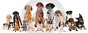 Group of breed dogs isolated