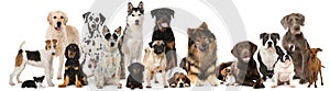 Group of breed dogs