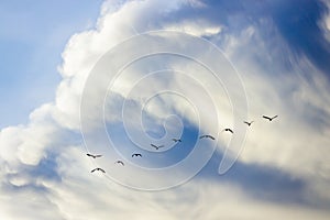 Group of brids isolated on sky background