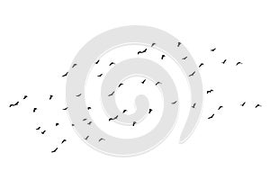 Group of brids isolated on white background