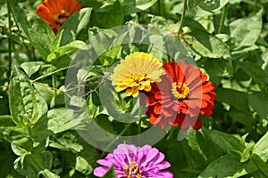 group of bright colored Summer