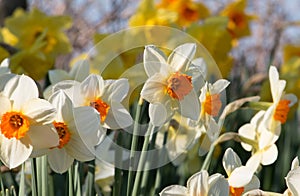 A group of bright cream and orange daffodil flowers, Narcissus, blooming in the spring sunshine